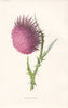 FLOWERS. Nodding Thistle c1895 old antique vintage print picture