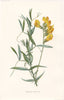 FLOWERS. Meadow Vetchling c1895 old antique vintage print picture