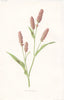 FLOWERS. Pink Persicaria c1895 old antique vintage print picture
