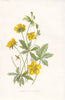FLOWERS. Tormentil & Cinquefoil c1895 old antique vintage print picture