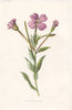 FLOWERS. Greater Willow-Herb c1895 old antique vintage print picture