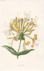FLOWERS. Honeysuckle c1895 old antique vintage print picture