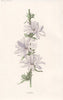 FLOWERS. Succory c1895 old antique vintage print picture