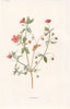 FLOWERS. Pimpernel c1895 old antique vintage print picture