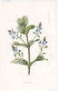 FLOWERS. Brooklime c1895 old antique vintage print picture