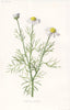 FLOWERS. Scentless Mayweed c1895 old antique vintage print picture