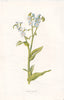 FLOWERS. Forget-Me-Not c1895 old antique vintage print picture