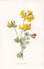 FLOWERS. Bird's-foot Trefoil c1895 old antique vintage print picture
