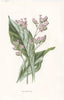 FLOWERS. Sea-Lavender c1895 old antique vintage print picture