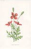 FLOWERS. Prickly-Headed Poppy c1895 old antique vintage print picture