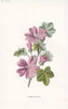 FLOWERS. Common Mallow c1895 old antique vintage print picture