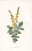 FLOWERS. Agrimony c1895 old antique vintage print picture