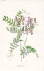 FLOWERS. Wood-Vetch c1895 old antique vintage print picture