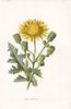 FLOWERS. Corn Sow-Thistle c1895 old antique vintage print picture