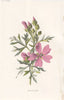 FLOWERS. Musk-Mallow c1895 old antique vintage print picture