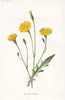 FLOWERS. Autumnal Hawk-Bit c1895 old antique vintage print picture