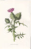 FLOWERS. Spear-Plume Thistle c1895 old antique vintage print picture