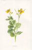 FLOWERS. Celandine c1895 old antique vintage print picture