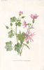 FLOWERS. Shining Crane's-bill & Ragged Robin c1895 old antique print picture