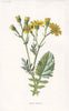 FLOWERS. Water-Ragwort c1895 old antique vintage print picture