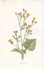 FLOWERS. Nipplewort c1895 old antique vintage print picture