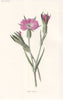 FLOWERS. Corn-Cockle c1895 old antique vintage print picture