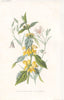 FLOWERS. Yellow Dead-Nettle & Stitchwort c1895 old antique print picture