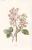 FLOWERS. Bramble c1895 old antique vintage print picture