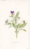 FLOWERS. Heart's-ease or Pansy c1895 old antique vintage print picture