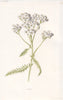 FLOWERS. Yarrow c1895 old antique vintage print picture