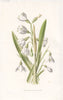 FLOWERS. Snowdrop and Snowflake c1895 old antique vintage print picture