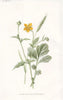 FLOWERS. Common Wood Avens & Meadow Barley c1895 old antique print picture