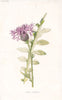FLOWERS. Larger Knapweed c1895 old antique vintage print picture