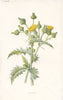 FLOWERS. Sow-Thistle c1895 old antique vintage print picture