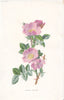 FLOWERS. Sweet Briar c1895 old antique vintage print picture