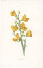 FLOWERS. Broom c1895 old antique vintage print picture
