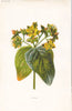 FLOWERS. Tutsan c1895 old antique vintage print picture
