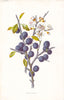 FLOWERS. Blackthorn c1895 old antique vintage print picture