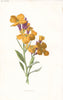 FLOWERS. Wallflower c1895 old antique vintage print picture