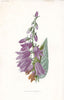 FLOWERS. Creeping Bell-flower or Campanula c1895 old antique print picture
