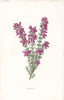 FLOWERS. Heather c1895 old antique vintage print picture
