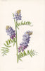 FLOWERS. Tufted Vetch c1895 old antique vintage print picture