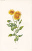 FLOWERS. Fleabane c1895 old antique vintage print picture