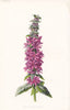 FLOWERS. Purple Loose-Strife c1895 old antique vintage print picture