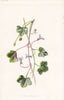 FLOWERS. Ivy-Leaved Toad-Flax c1895 old antique vintage print picture
