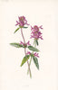FLOWERS. Betony c1895 old antique vintage print picture