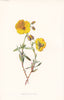 FLOWERS. Common Rock Rose c1895 old antique vintage print picture