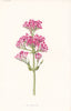 FLOWERS. Red Valerian c1895 old antique vintage print picture