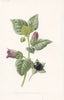 FLOWERS. Dwale or Deadly Nightshade c1895 old antique vintage print picture