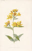 FLOWERS. Yellow Loose-Strife c1895 old antique vintage print picture
